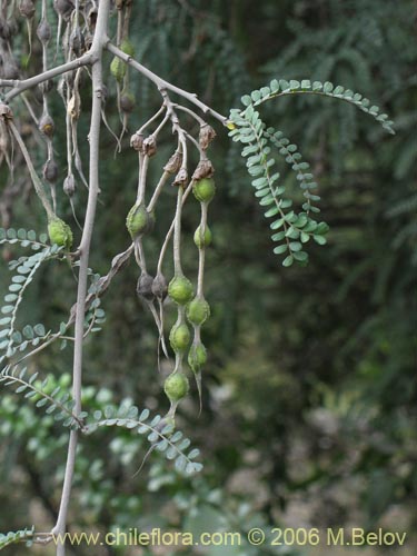 Image of Sophora cassioides (Pelú / Mayu-monte / Pilo). Click to enlarge parts of image.